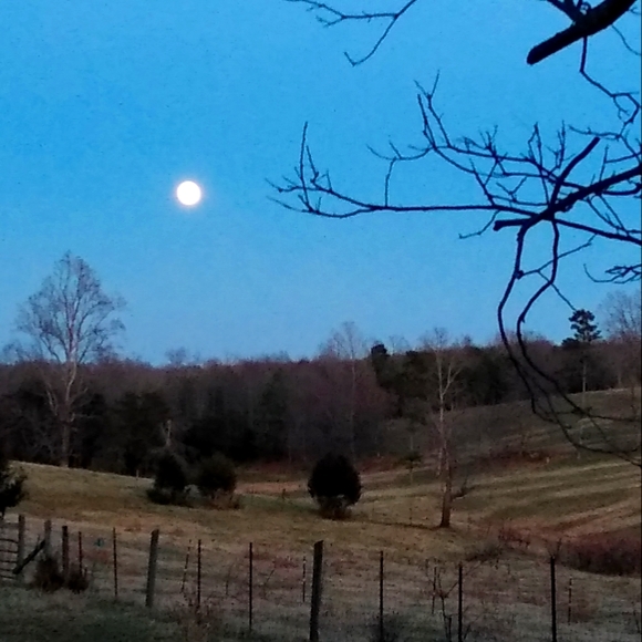 Meet your Posher, Rose - Picture 5 of 5